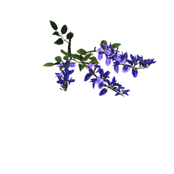 Flower_Erythrina crista-galli3_1